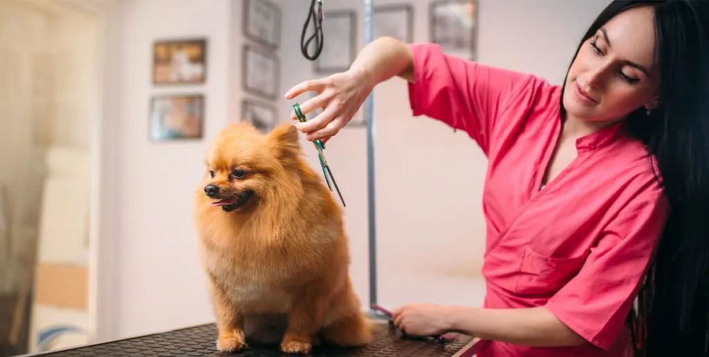 How to start a dog grooming business: dog groomer working in a salon