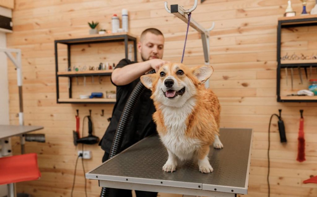 Self service advertising: Dog groomer with a corgie