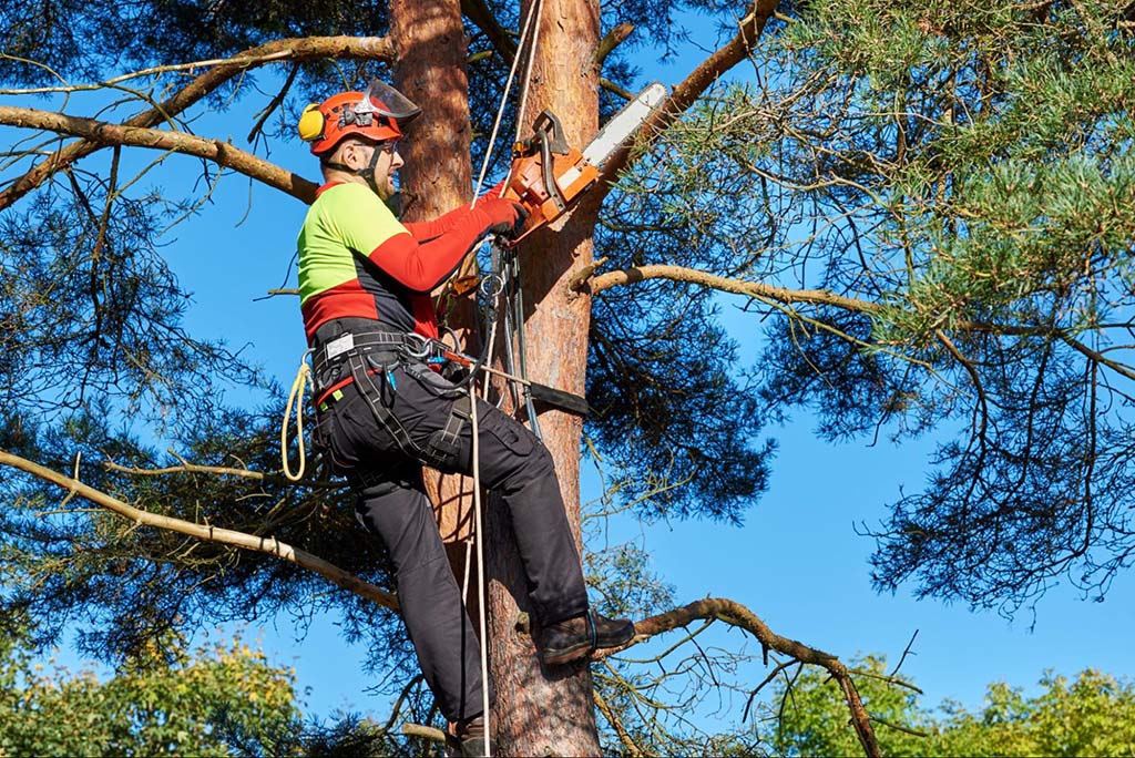 an arborist cutting a branch from a tree