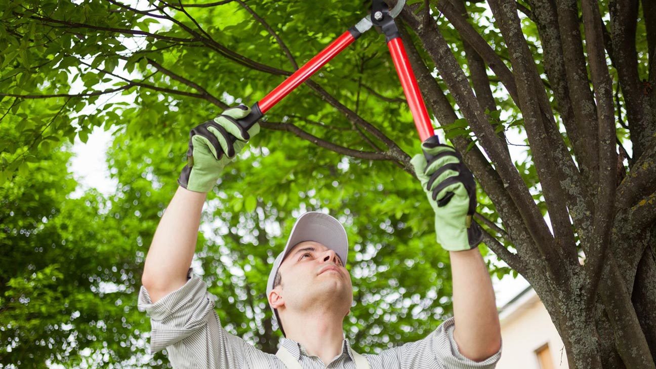Tree service leads: tree service provider trimming a branch