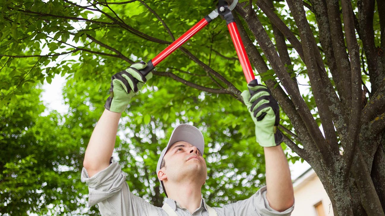 trim services