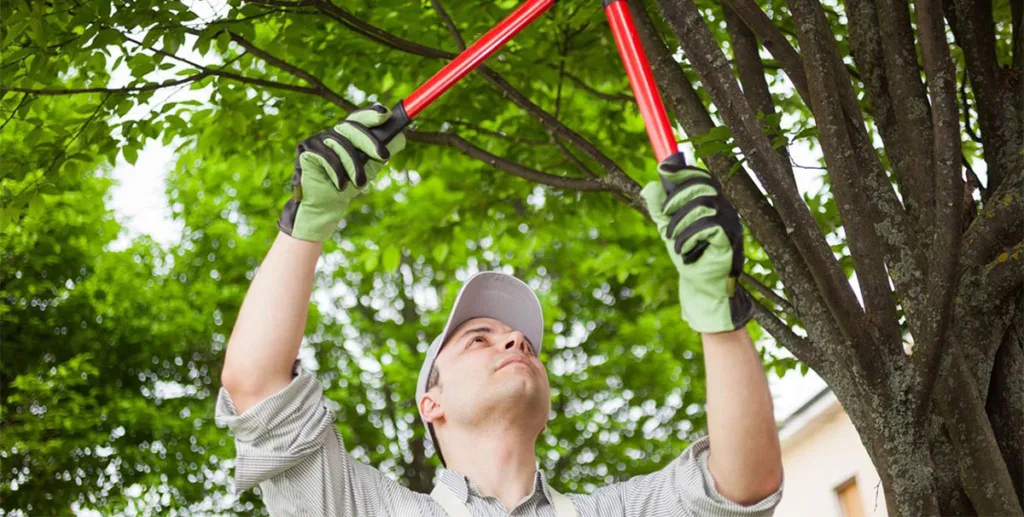 Tree service leads: tree service provider trimming a branch