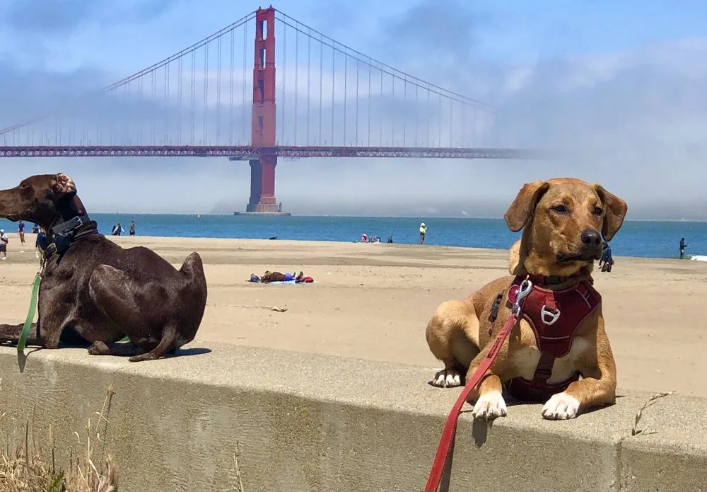 Photo of an outdoor training session with Dog Gone Good from Yelp user Jim T.