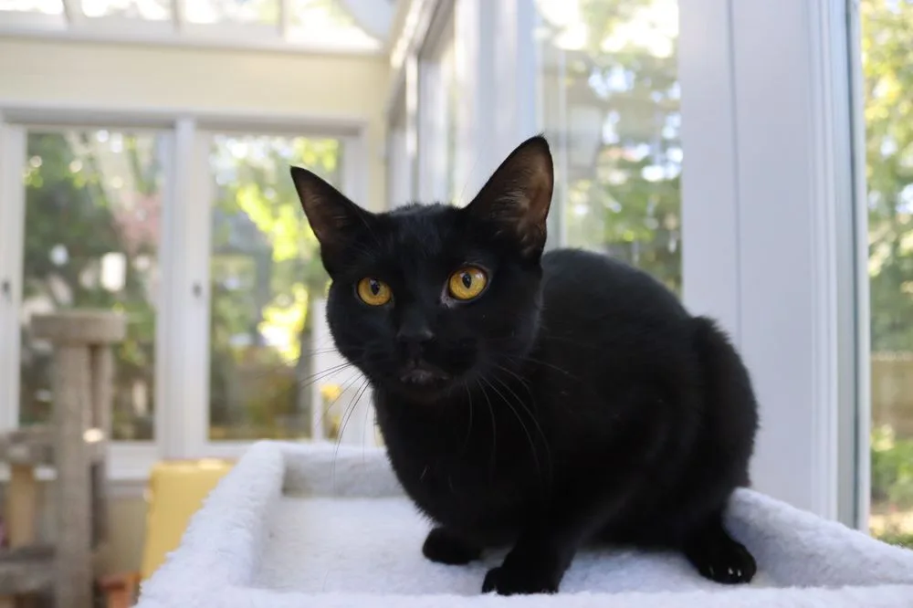Black cat from Paws and Claws perched on a cat tree