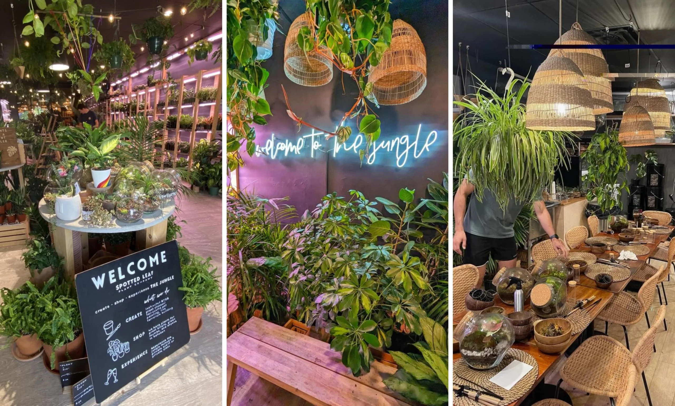 Interior of Spotted Leaf store with plants and potting station